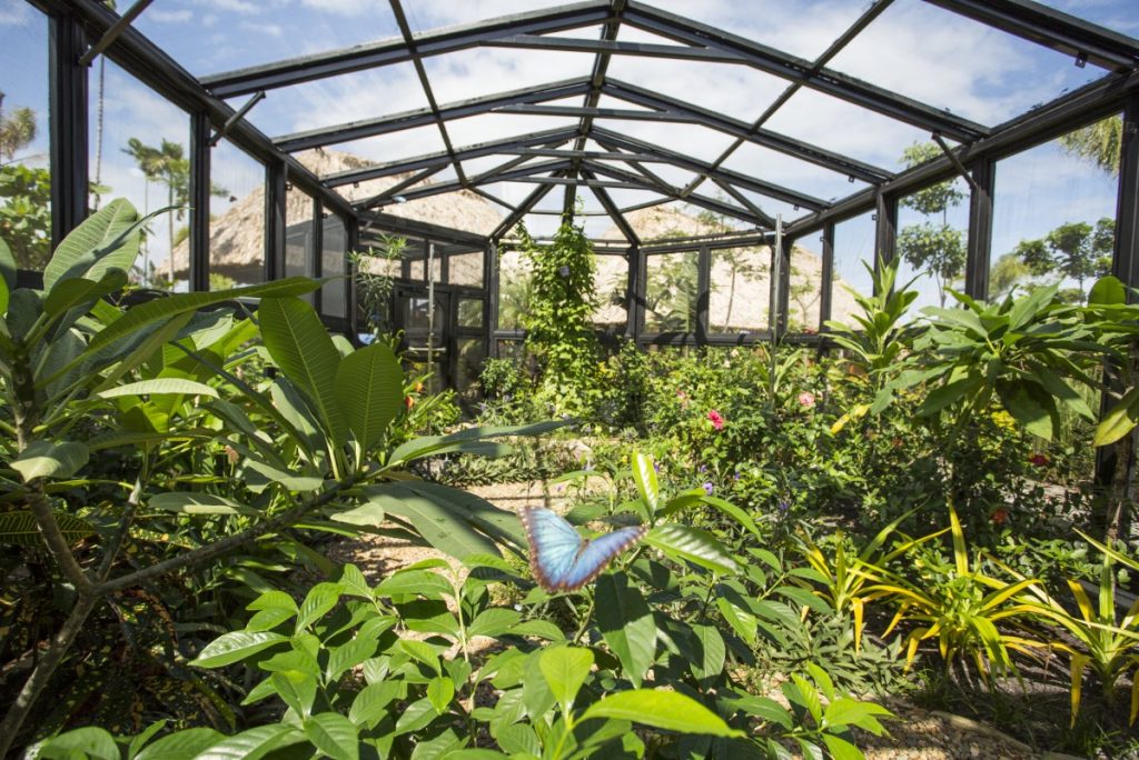 Blue Morpho butterfly flying inside the enclosed butterfly garden at Harvest Caye Belize Norwegian Cruise Line