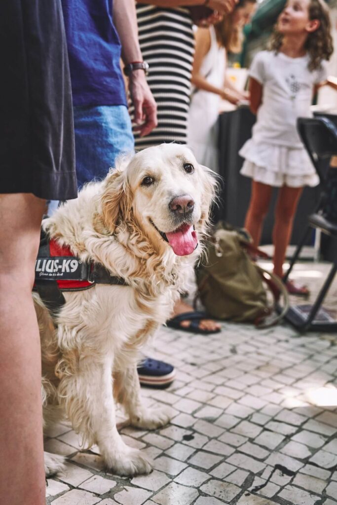Service dog wearing a working harness with its handler in a crowded outdoor market