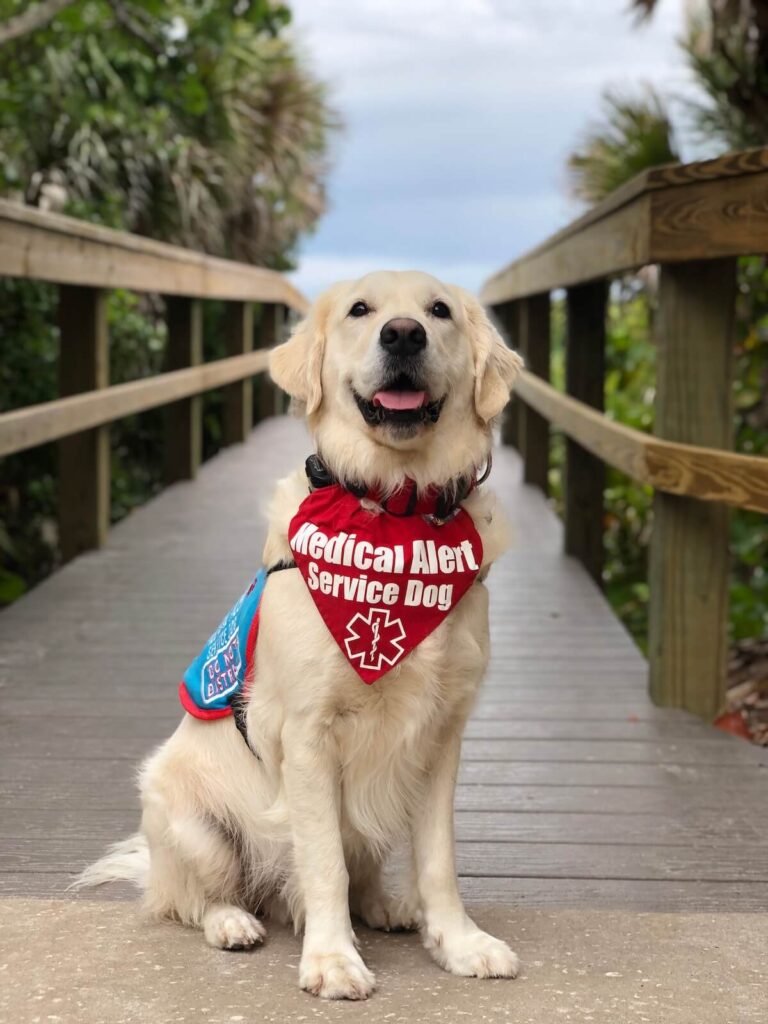 Golden retriever service dog wearing a Medical Alert Service Dog vest